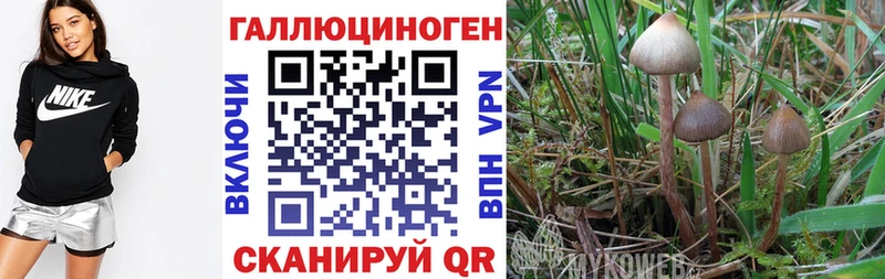 Галлюциногенные грибы Psilocybe  hydra зеркало  Сунжа  закладка 